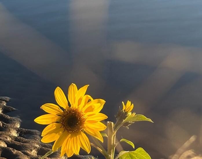 Yellow flower besides lake
