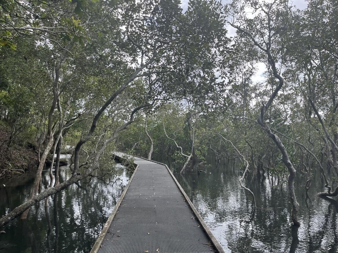 Boardwalk path winding through mangroves, symbolising creating a path and practising stick-to-itiveness