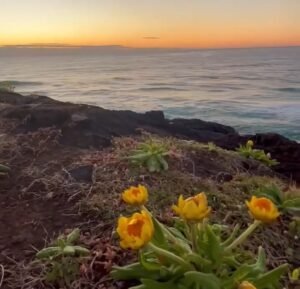 Surviving in adversity | Yellow daisies growing from volcanic rock at sunrise by the ocean, symbolising resilience and beauty in adversity.