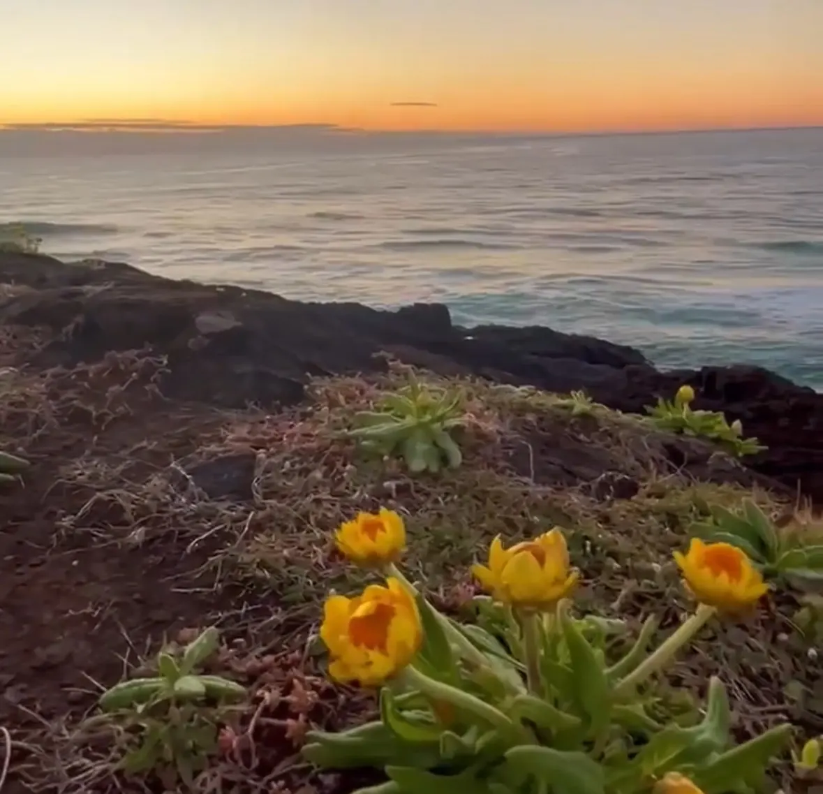 Yellow flowers growing on a rocky coastline at sunset