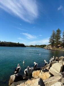 Be like the birds | Pelicans rest and preen on sunlit rocks beside calm blue water under a wide sky, symbolising calm, connection, and healthful living as reflected in the post “Be Like the Birds.”