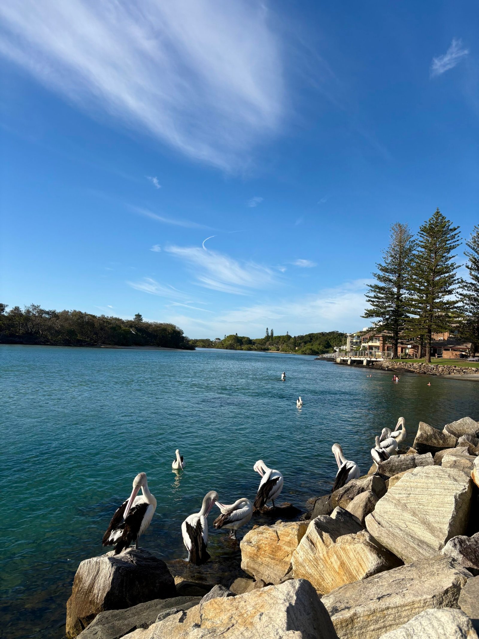 Be like the birds | Pelicans rest and preen on sunlit rocks beside calm blue water under a wide sky, symbolising calm, connection, and healthful living as reflected in the post “Be Like the Birds.”