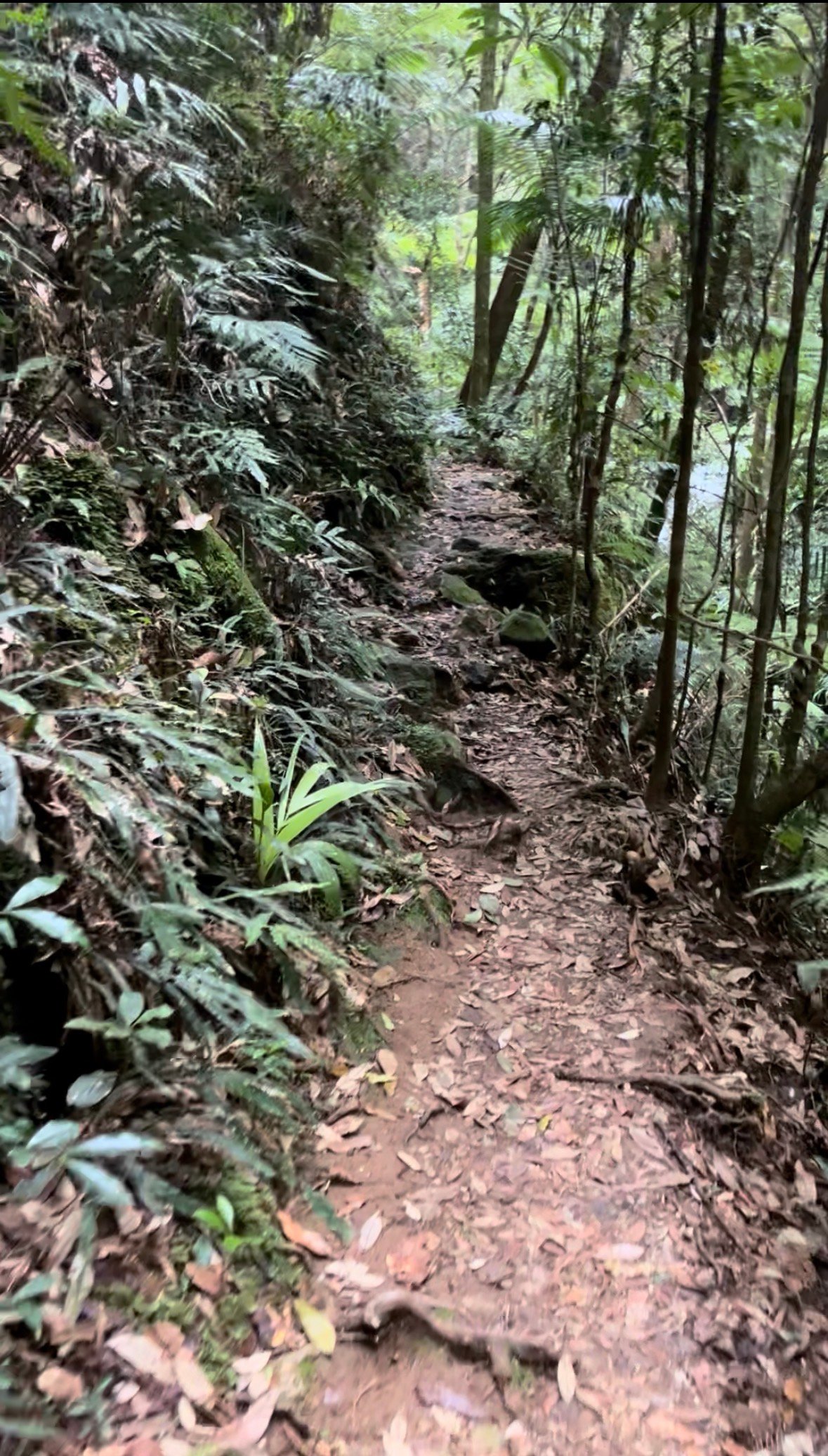 Narrow walking path winding through a densely vegetated forest