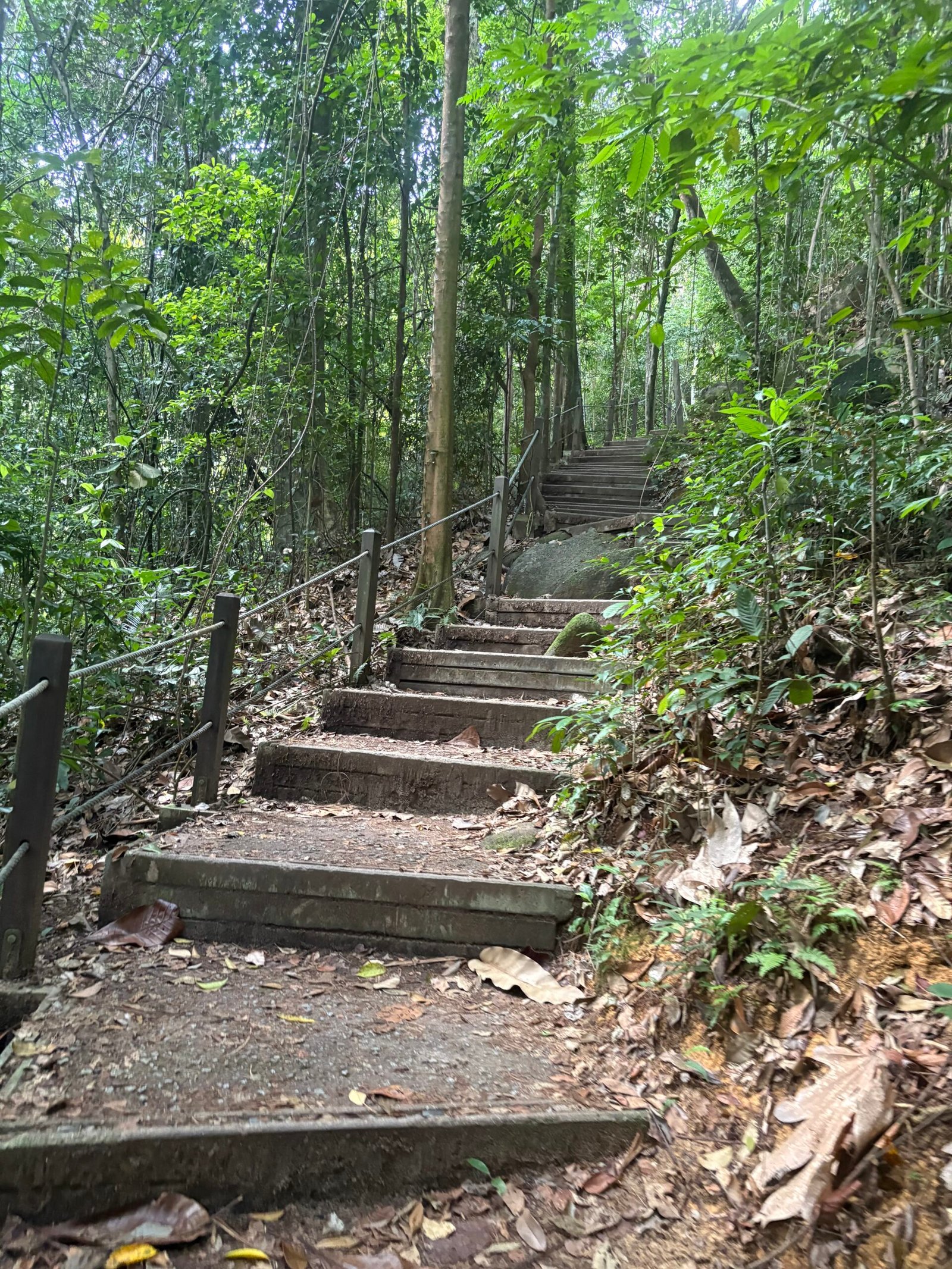 Stepped walking path with rope railings ascending through a green rainforest