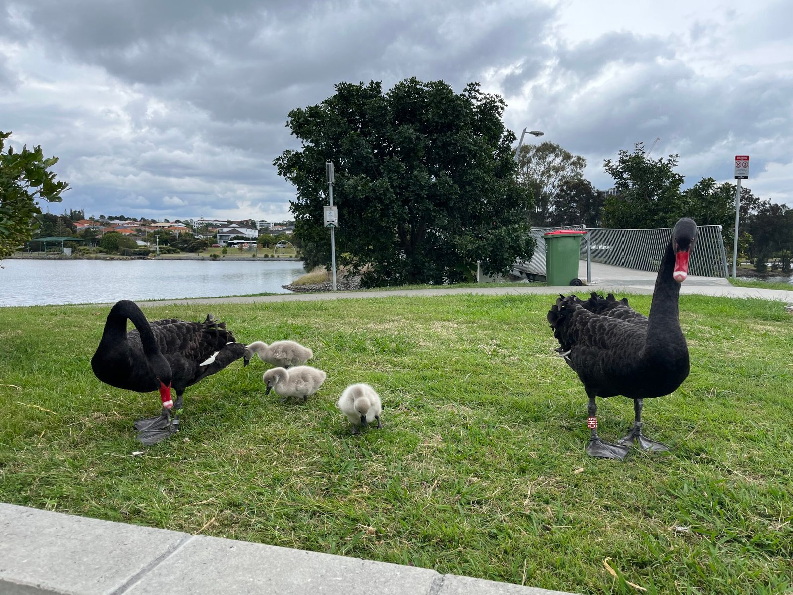 Two adult black swans with cygnets beside a lake, representing family relationships and changing responsibilities.