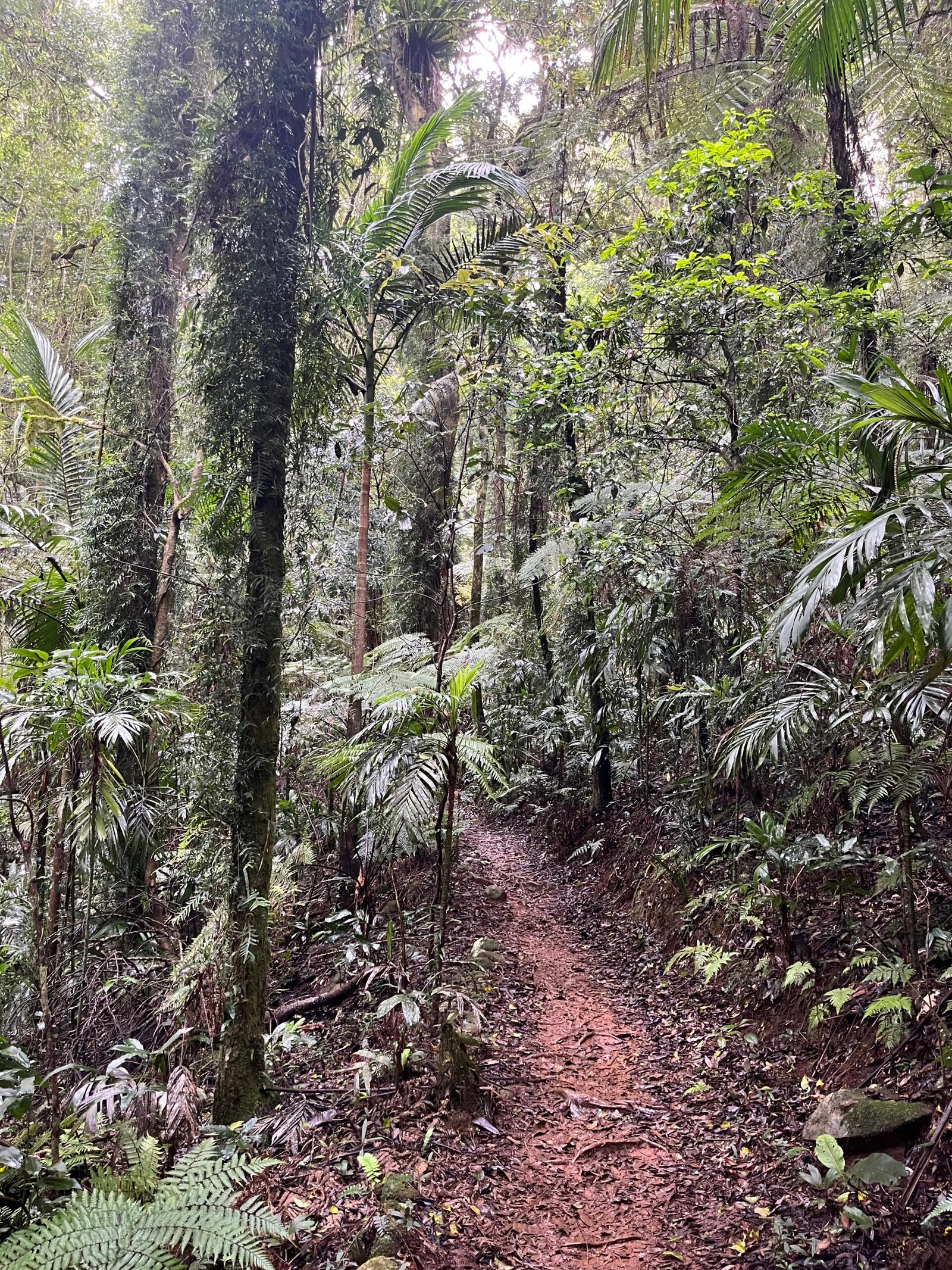 Narrow walking track through dense subtropical rainforest.