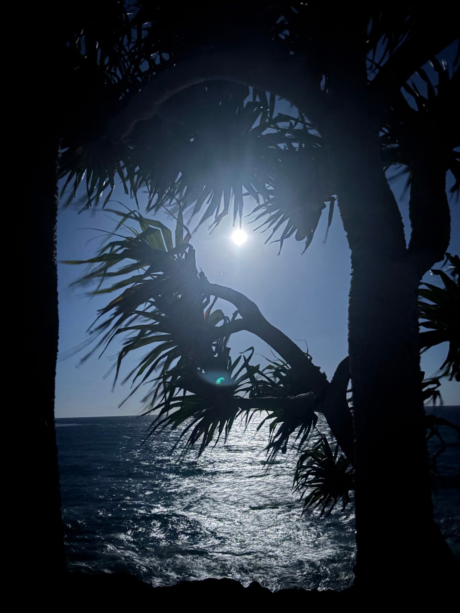 Bright sunlight over the ocean framed by silhouetted coastal pandanus trees