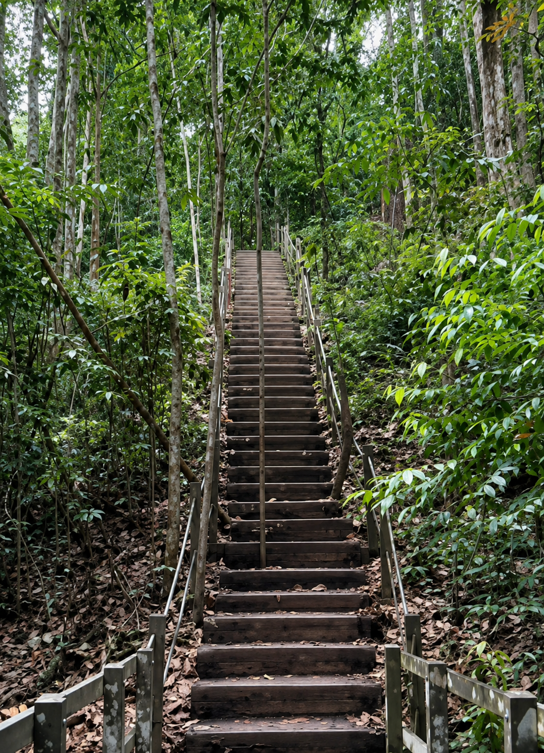 Long wooden staircase ascending through dense green forest