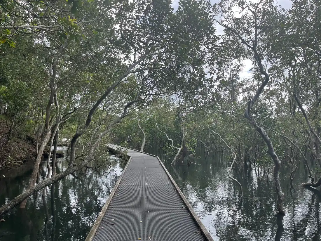 Boardwalk through a quiet mangrove environment surrounded by trees and water