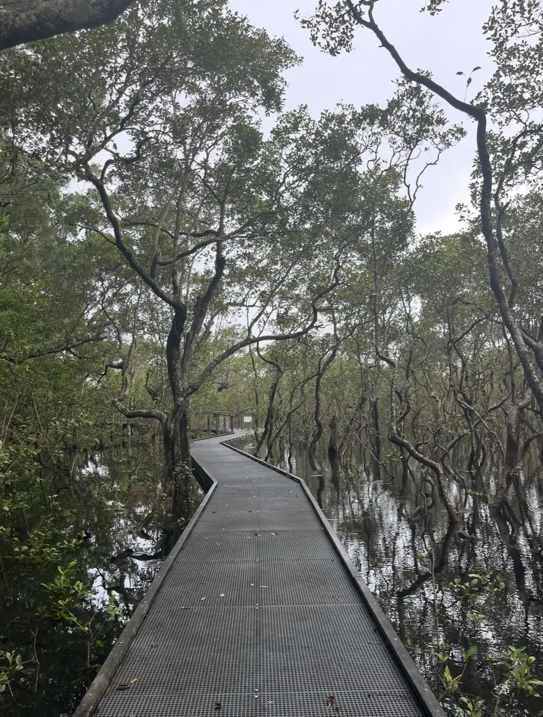 Boardwalk winding through a flooded mangrove forest