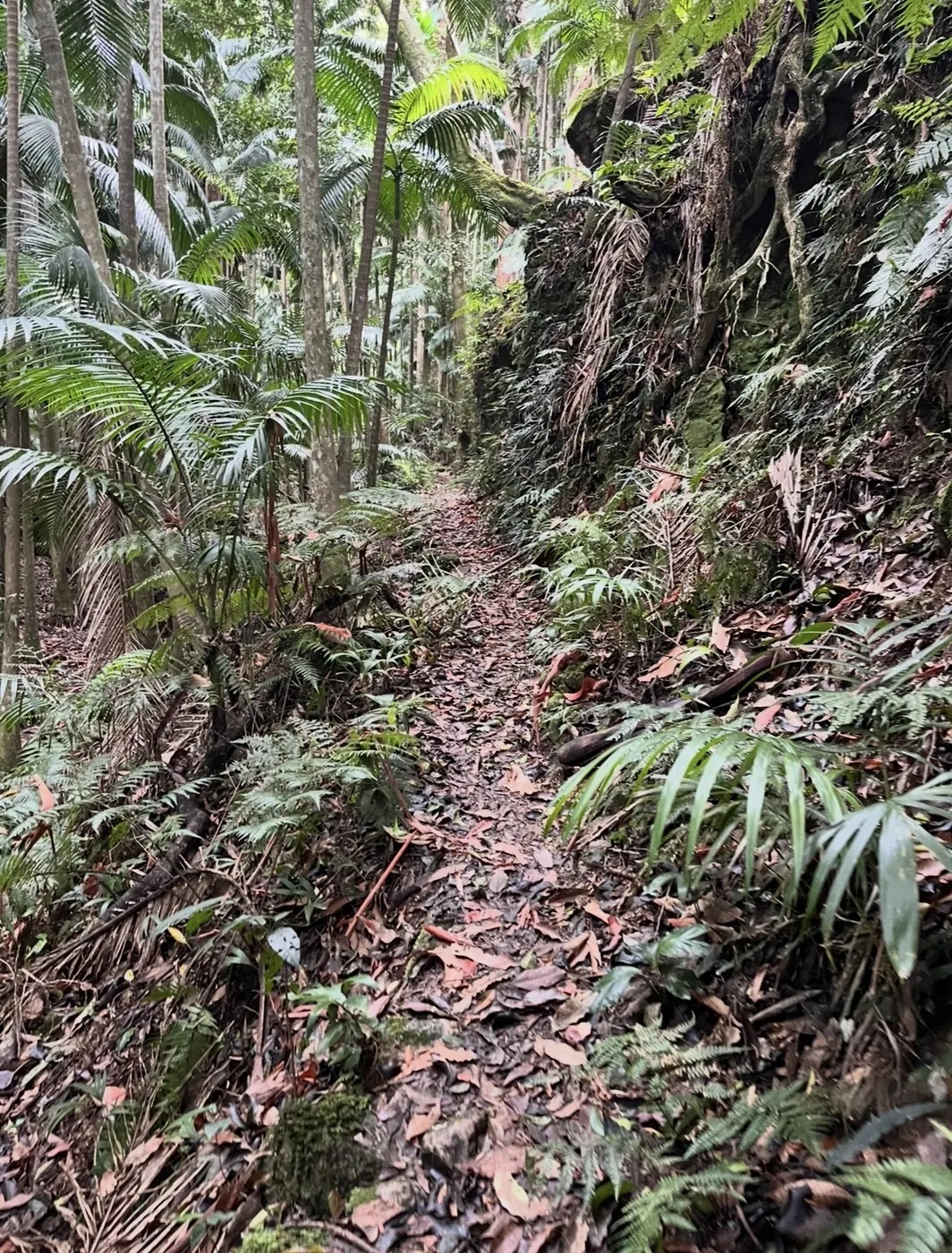 Narrow walking track through a lush subtropical rainforest