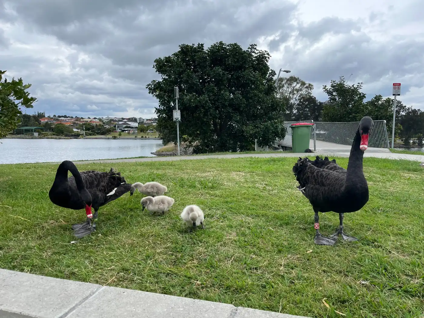 Black swans and cygnets beside a lake on the Gold Coast