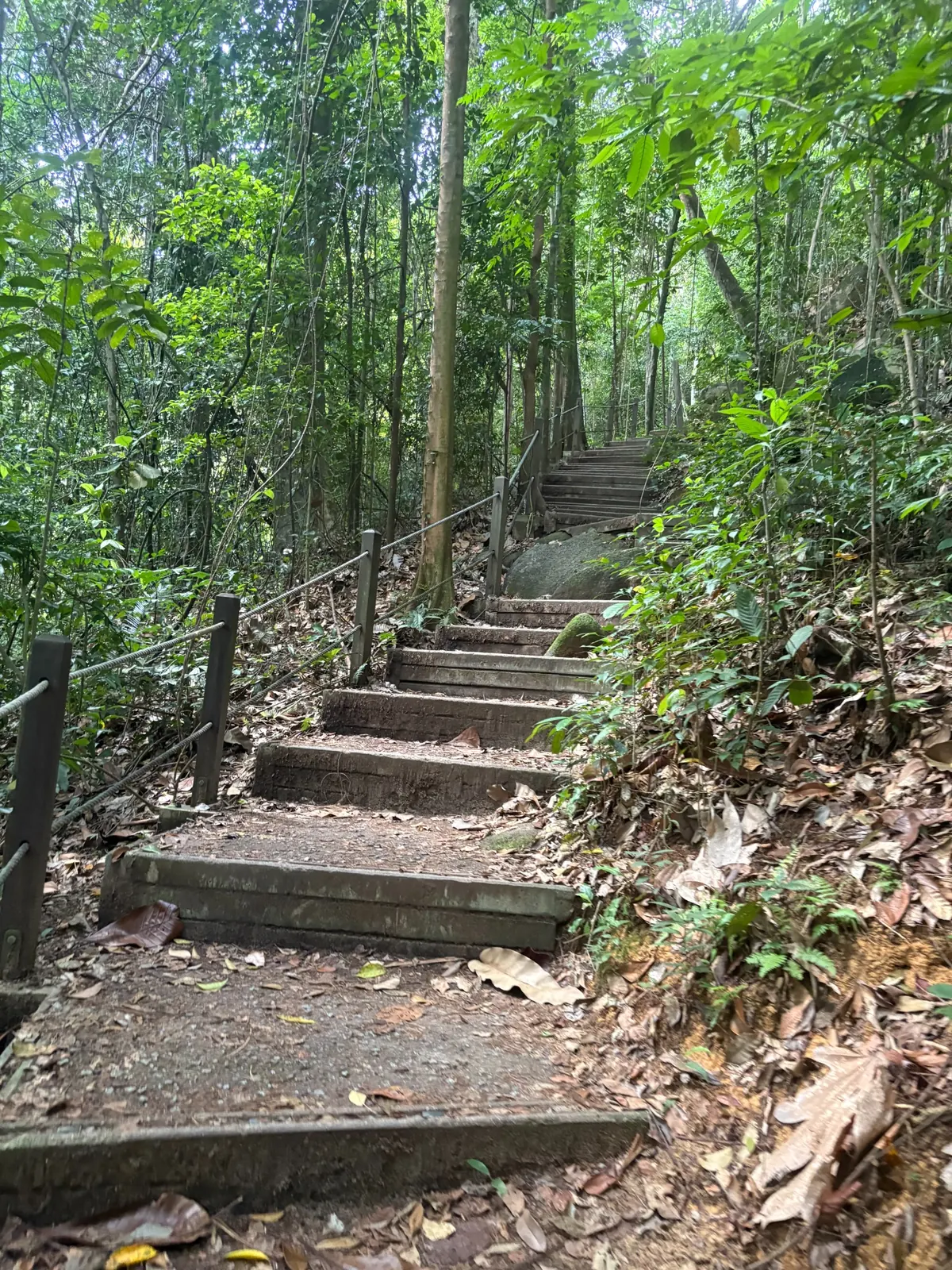 Steps ascending through a green rainforest