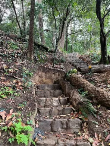 Uneven stone steps climbing through a forest